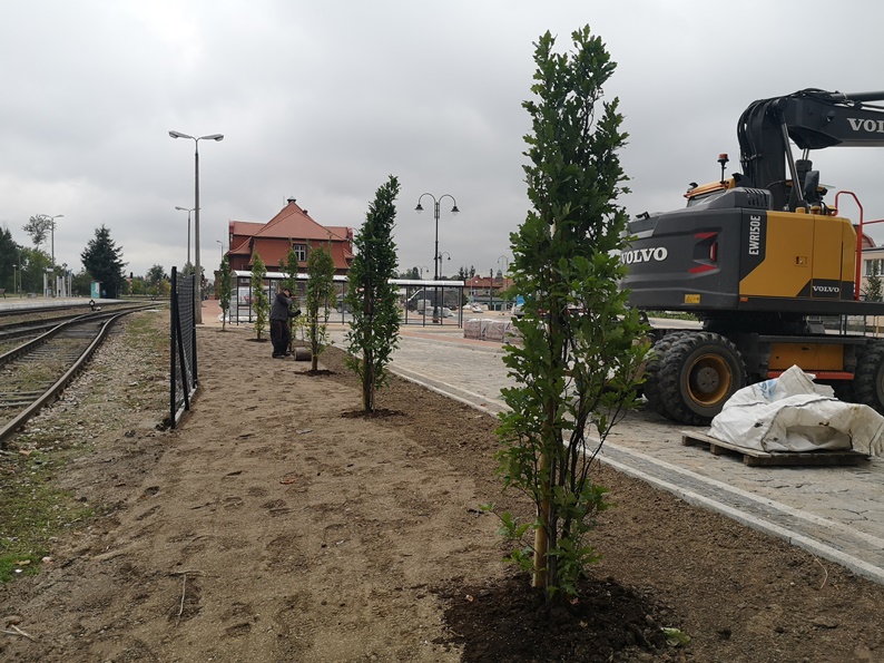 Na zdjeciu nasadzenia zieleni od strony dworca autobusowego w Tucholi