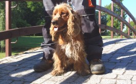 Cocker spaniel ma już nowego właściciela