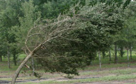 Ostrzeżenie meteorologiczne o silnym wietrze