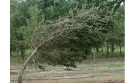 Ostrzeżenie meteorologiczne o silnym wietrze