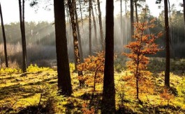 Bory Tucholskie w fotografii i poezji Andrzeja Mieczkowskiego