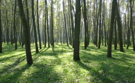 Ogłoszono zakaz wstępu do lasu na terenie leśnictwa Świt